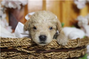 Sebastian - Schnoodle for sale
