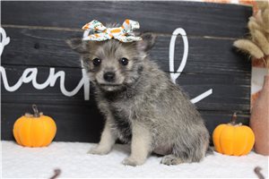 Paradise - puppy for sale