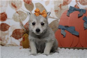 Pamela - Schnoodle for sale