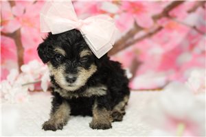 Sadie - Schnoodle for sale