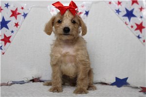 Scarlett - Schnoodle for sale