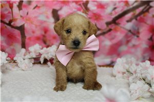 Samuel - Schnoodle for sale
