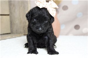 Stella - Schnoodle for sale