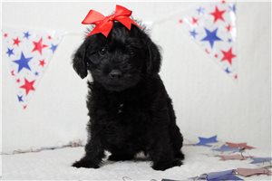 Stella - Schnoodle for sale