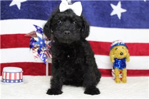 Stella - Schnoodle for sale