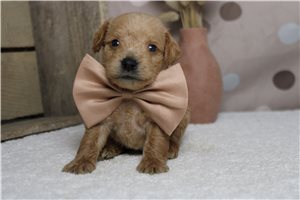 Samuel - Schnoodle for sale