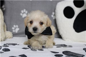 Santiago - Schnoodle for sale