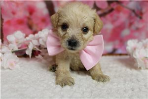 Santiago - Schnoodle for sale