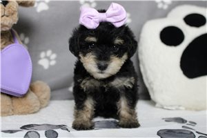 Sadie - Schnoodle for sale