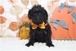 Parker - Schnoodle for sale