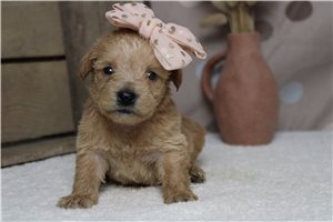 Sophia - Schnoodle for sale