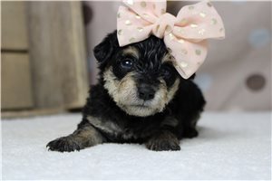 Sadie - Schnoodle for sale