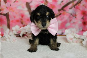 Silas - Schnoodle for sale
