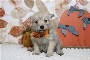 Parrish - Schnoodle for sale