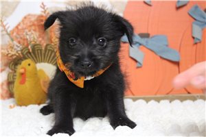 Papa - Schnoodle for sale