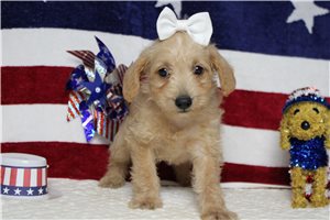 Scarlett - Schnoodle for sale