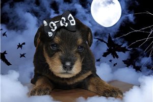 Pansy - puppy for sale