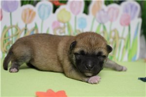 Marcus - Shiba Inu for sale