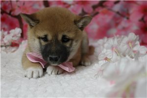 Murray - Shiba Inu for sale