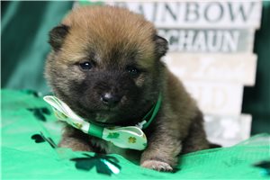 Nadare - Shiba Inu for sale