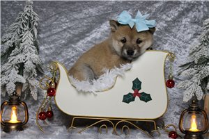 Cora - Shiba Inu for sale