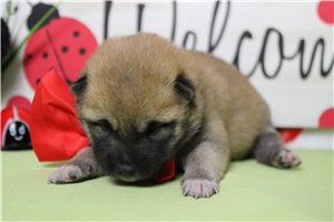 Marcus - Shiba Inu for sale