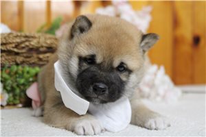 Marcus - Shiba Inu for sale