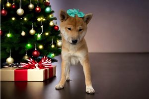 Aria - Shiba Inu for sale