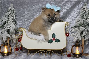 Chloe - Shiba Inu for sale