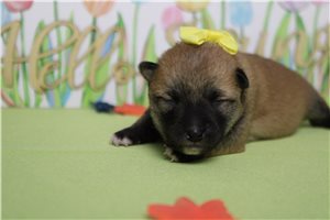 Monica - Shiba Inu for sale