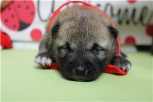 Monty - Shiba Inu for sale