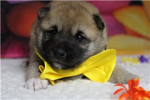 Marcus - Shiba Inu for sale