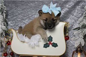 Claire - Shiba Inu for sale