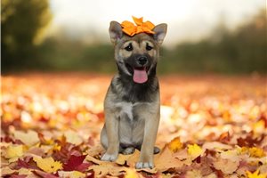 Aurora - puppy for sale