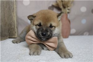 Marcus - Shiba Inu for sale