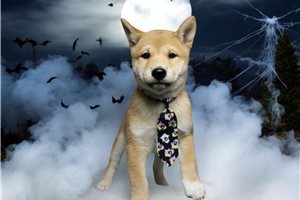 Axel - puppy for sale