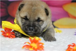 Murray - Shiba Inu for sale