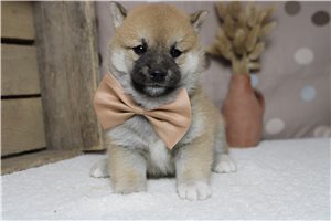 Murray - Shiba Inu for sale