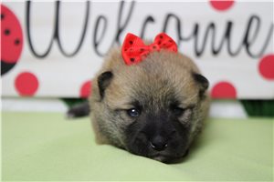 Monica - Shiba Inu for sale