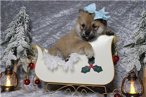 Caroline - Shiba Inu for sale