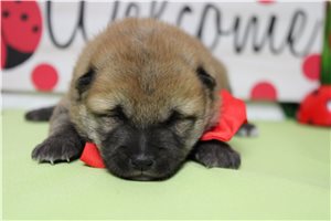 Murray - Shiba Inu for sale