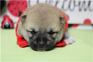 Memphis - Shiba Inu for sale