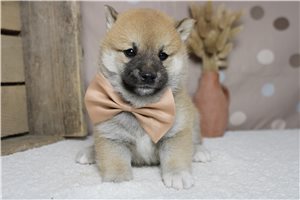 Memphis - Shiba Inu for sale