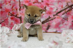 Marcus - Shiba Inu for sale