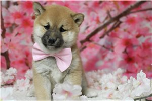 Memphis - Shiba Inu for sale