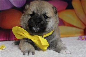 Memphis - Shiba Inu for sale