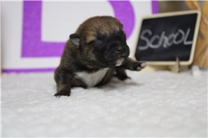 August - puppy for sale