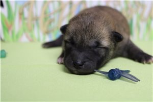 Monty - Shiba Inu for sale