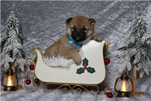 Cameron - Shiba Inu for sale