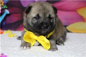 Monty - Shiba Inu for sale